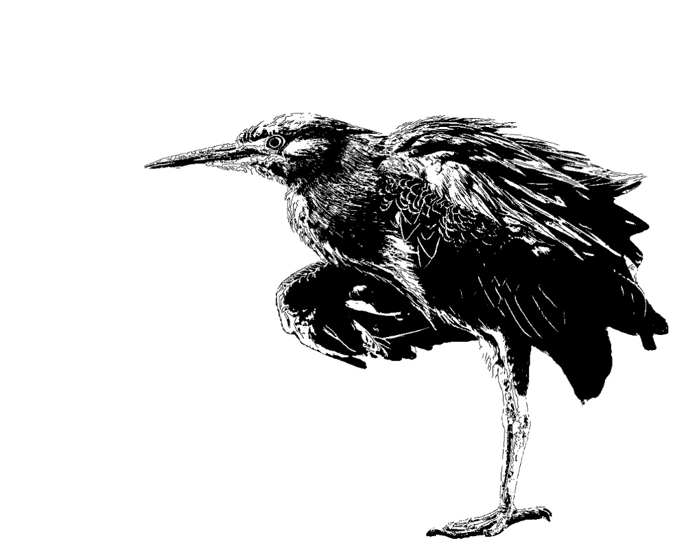 自然动物 · 版画